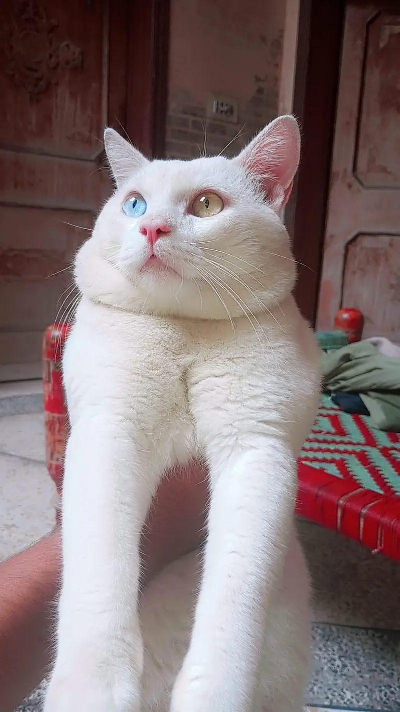 Male cat for sale — photo 2