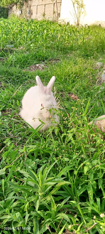 Rabbit