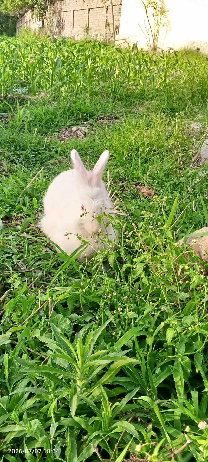 Rabbit