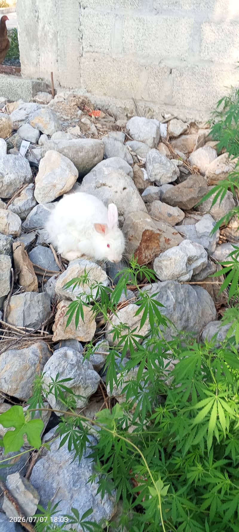 Rabbit 1