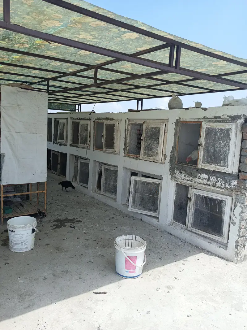 aseel all setup for sale — photo 10