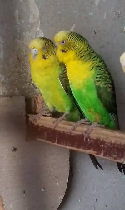 undersize Blackwing breeder pair