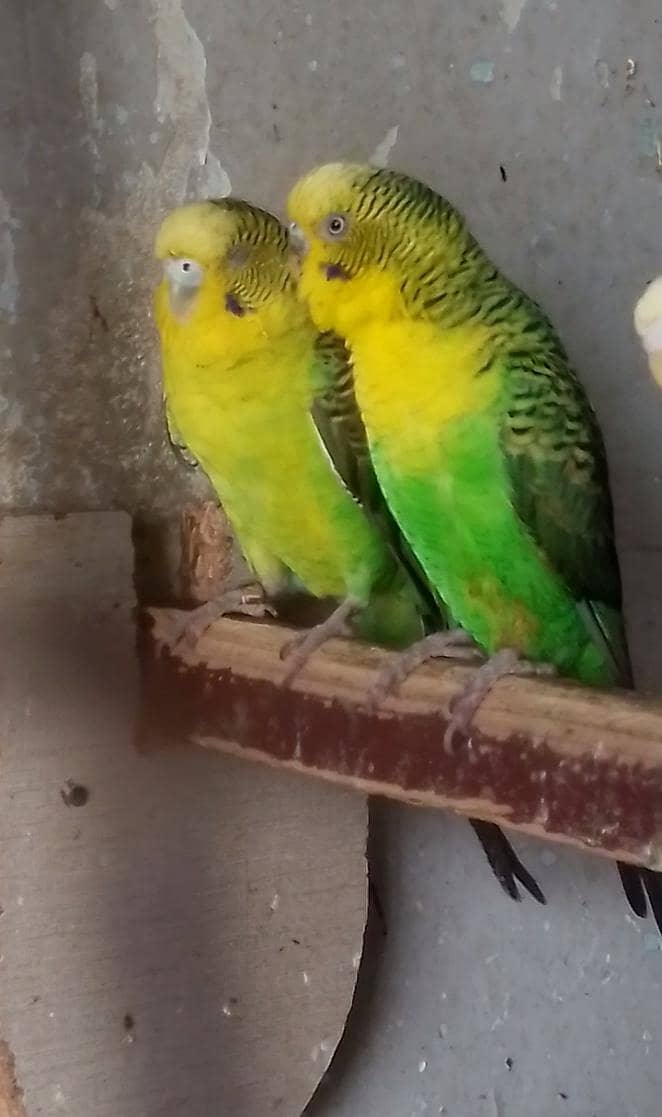 undersize Blackwing breeder pair 0