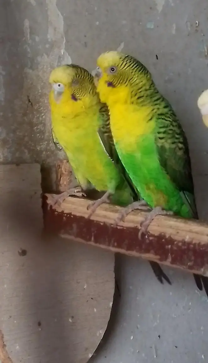 undersize Blackwing breeder pair — photo 2