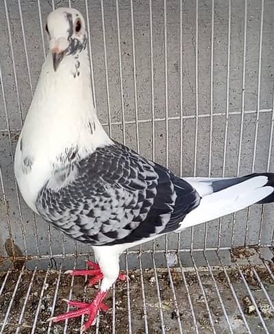 qasid male