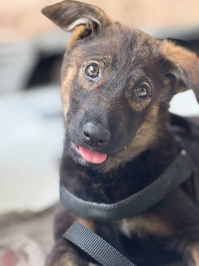 German Shephard