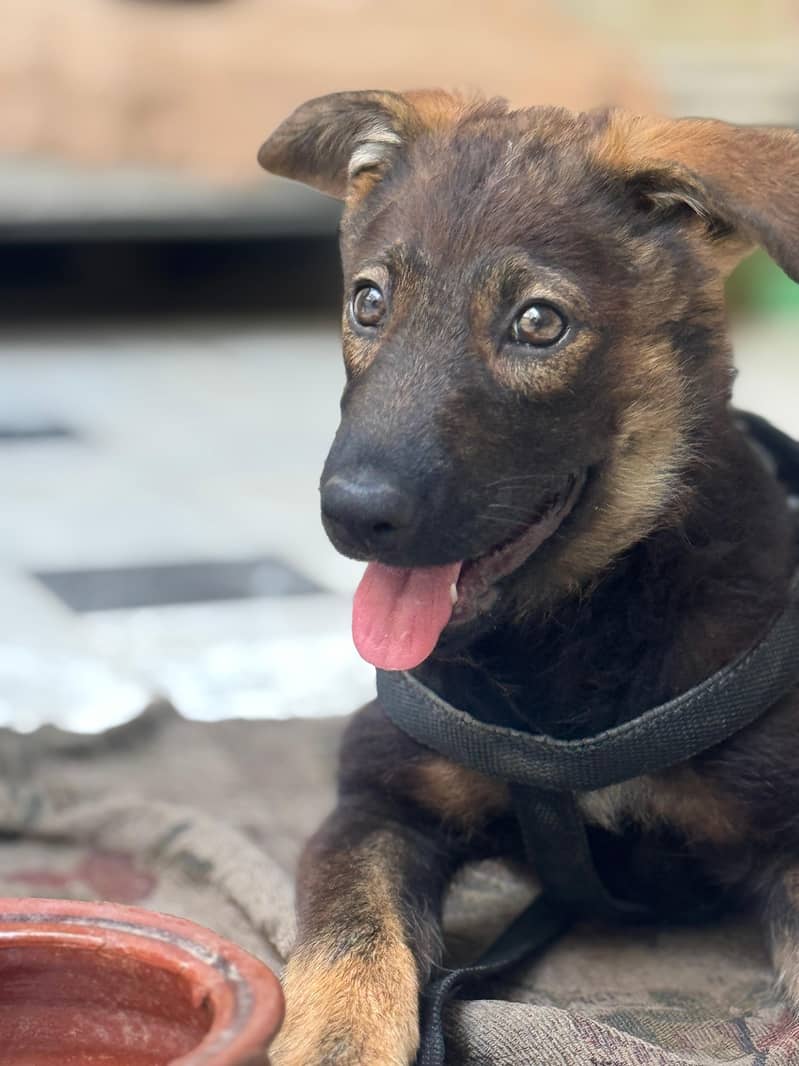 German Shephard 2