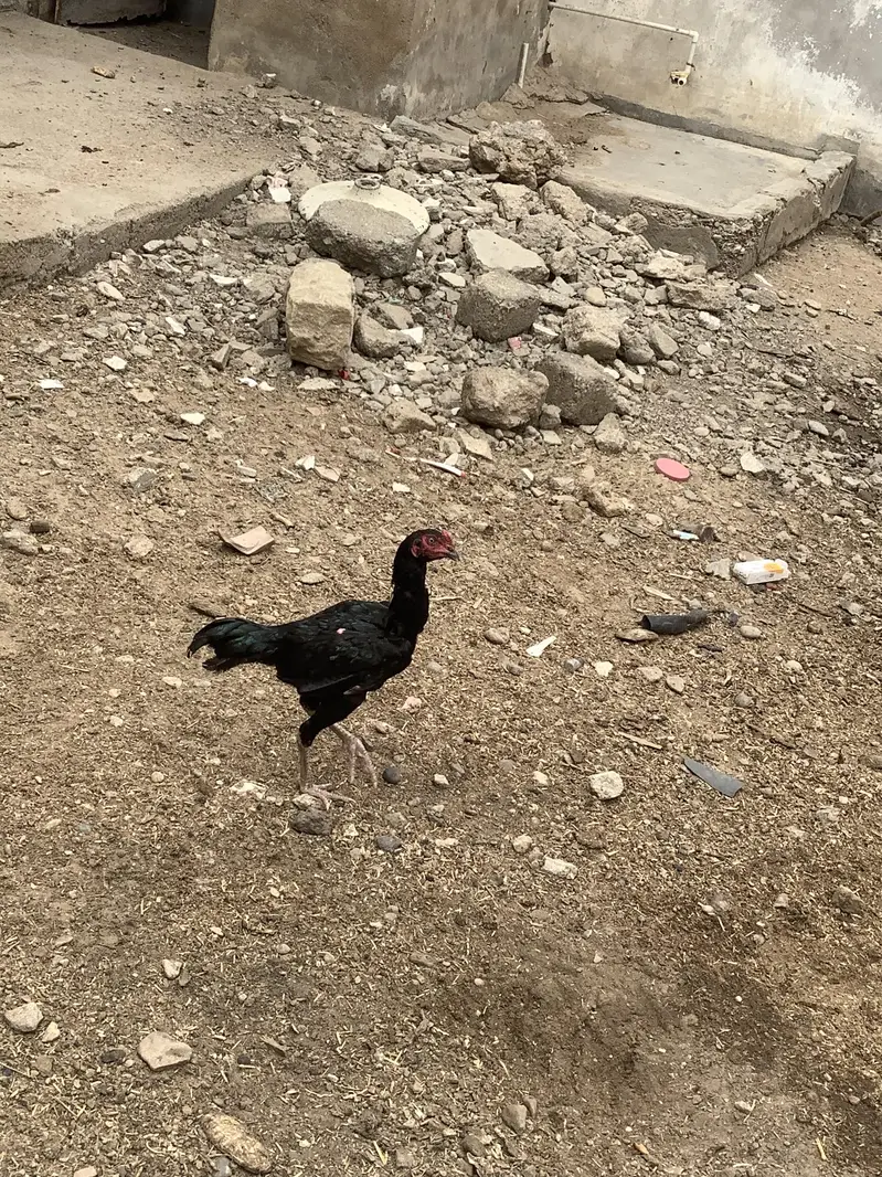 Aseel Mushka — photo 9