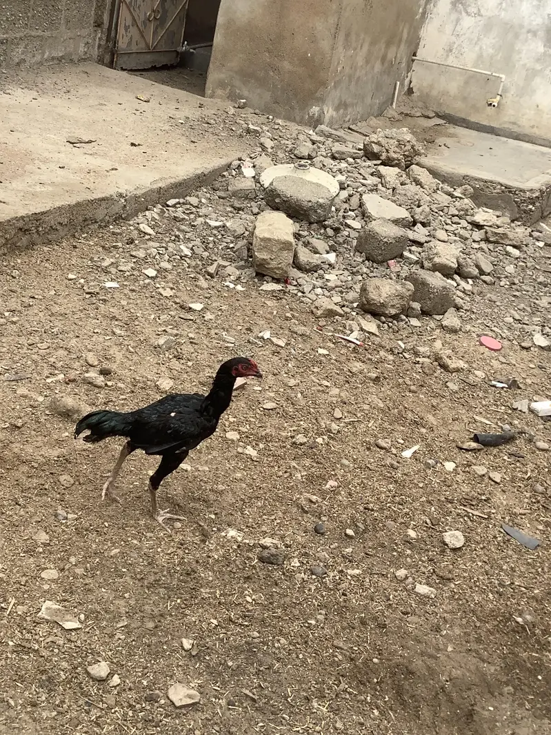 Aseel Mushka — photo 10