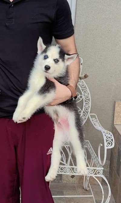 Siberian husky male puppy