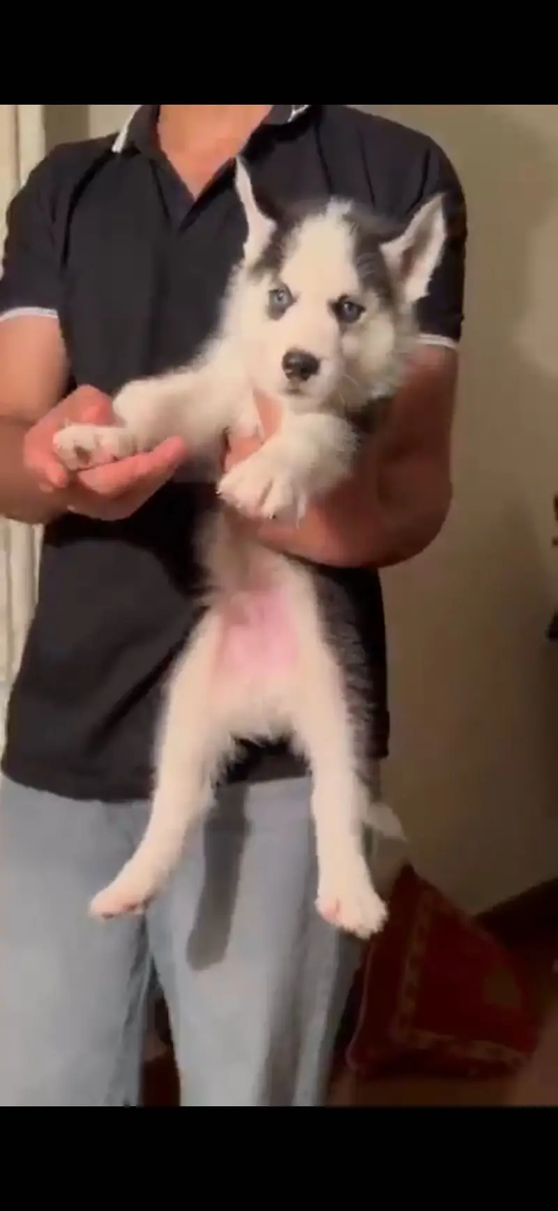 Siberian husky male puppy — photo 2