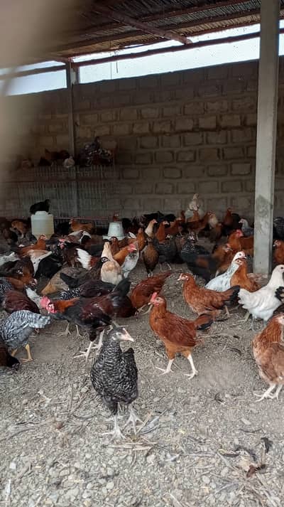 golden misri | misri | desi pathi | golden misri patha | hens for sale