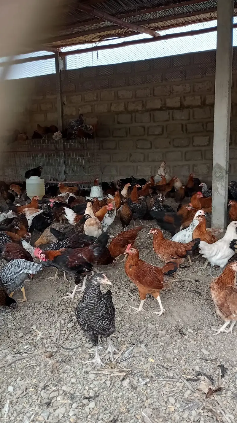 golden misri | misri | desi pathi | golden misri patha | hens for sale