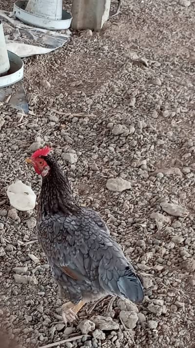 plymouth | blue plymouth hens |  plymouth eggs laying hens | murghi