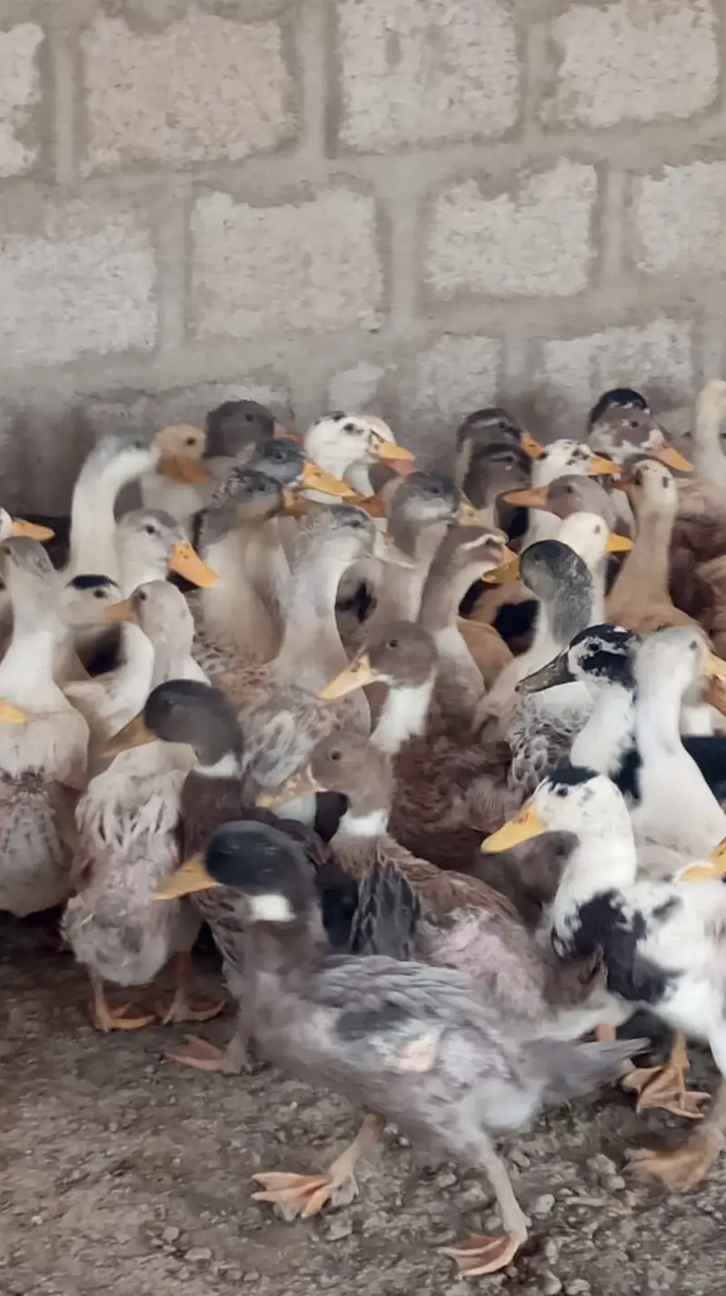 Ducks | White Ducks | Common ducks chicks | Ducks chicks For Sale — photo 2