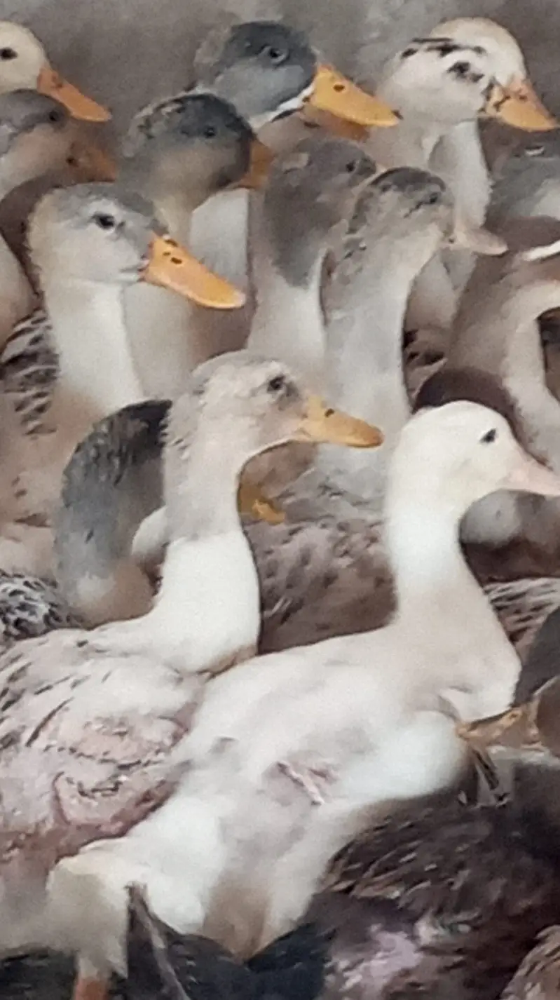 Ducks | White Ducks | Common ducks chicks | Ducks chicks For Sale — photo 3