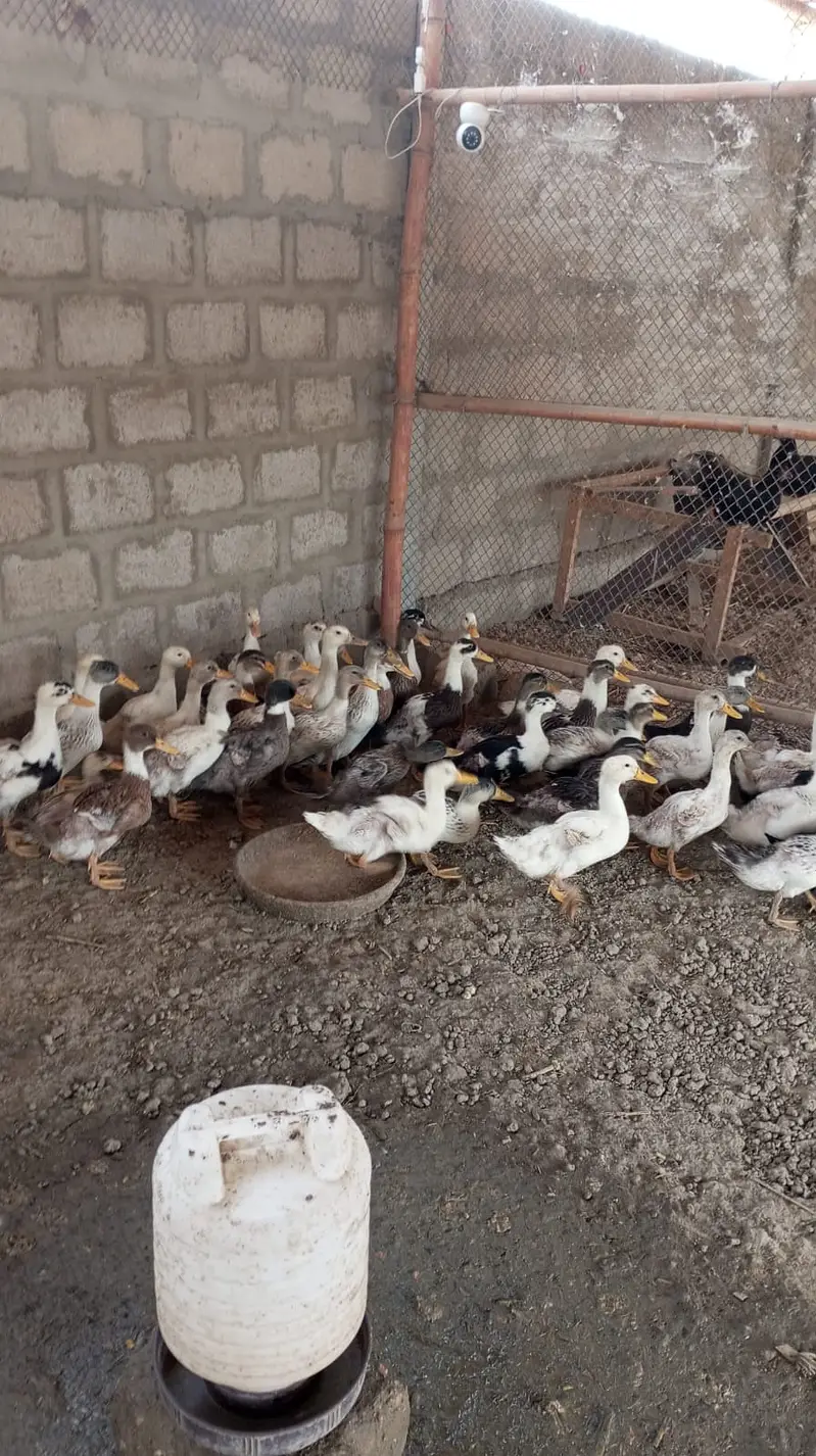 Ducks | White Ducks | Common ducks chicks | Ducks chicks For Sale — photo 4