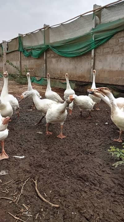 Ducks | Long Neck ducks | Goose white ducks | Ducks For Sale