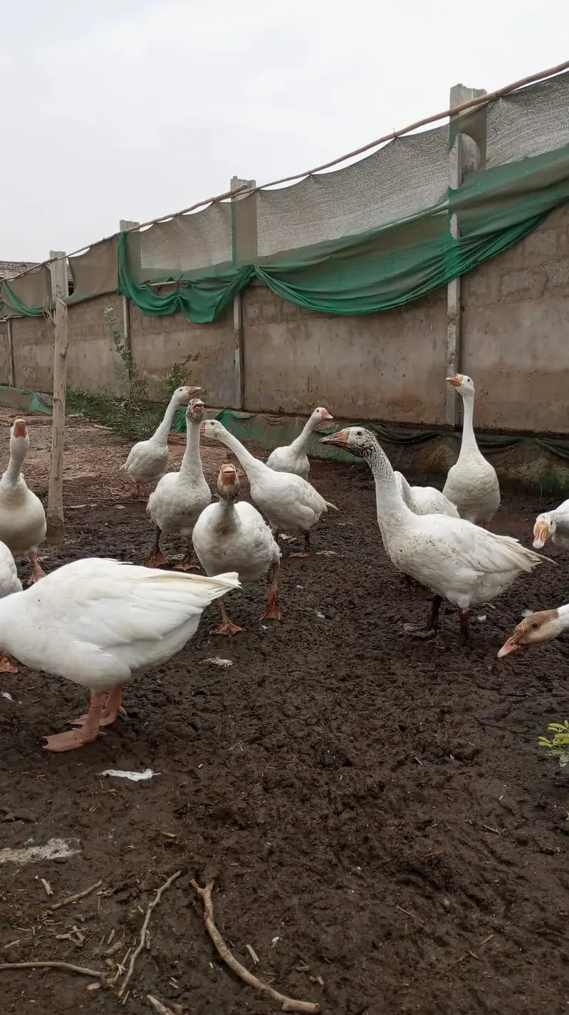 Ducks | Long Neck ducks | Goose white ducks | Ducks For Sale — photo 2