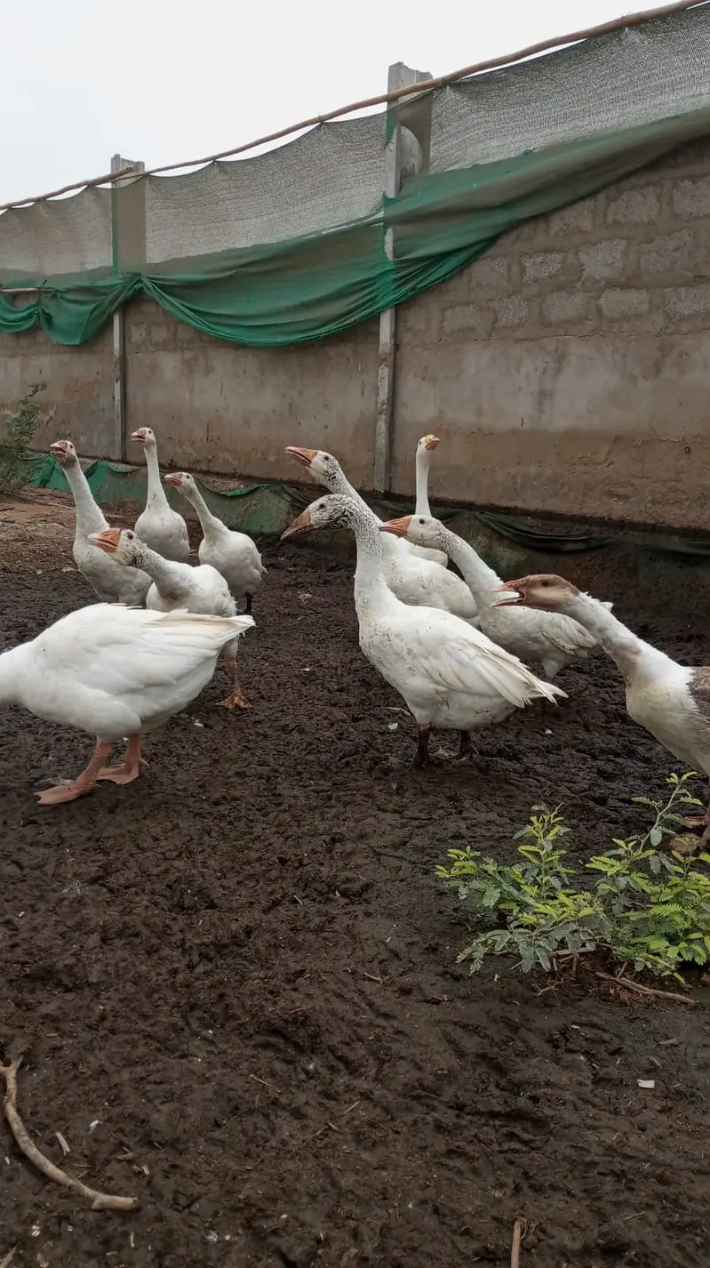 Ducks | Long Neck ducks | Goose white ducks | Ducks For Sale — photo 3