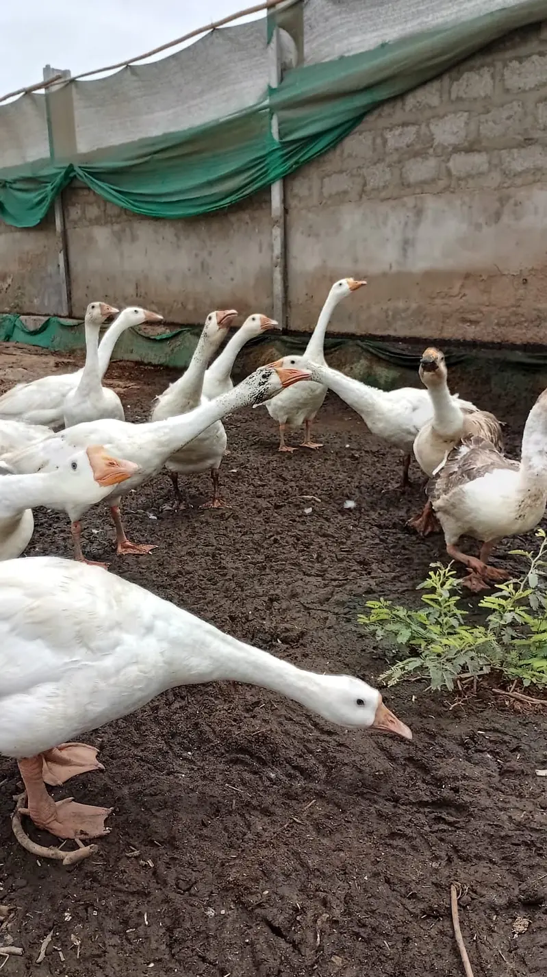 Ducks | Long Neck ducks | Goose white ducks | Ducks For Sale — photo 4