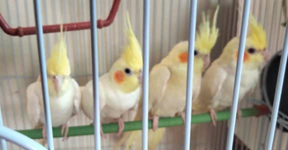 Cocktail Pairs For Sale