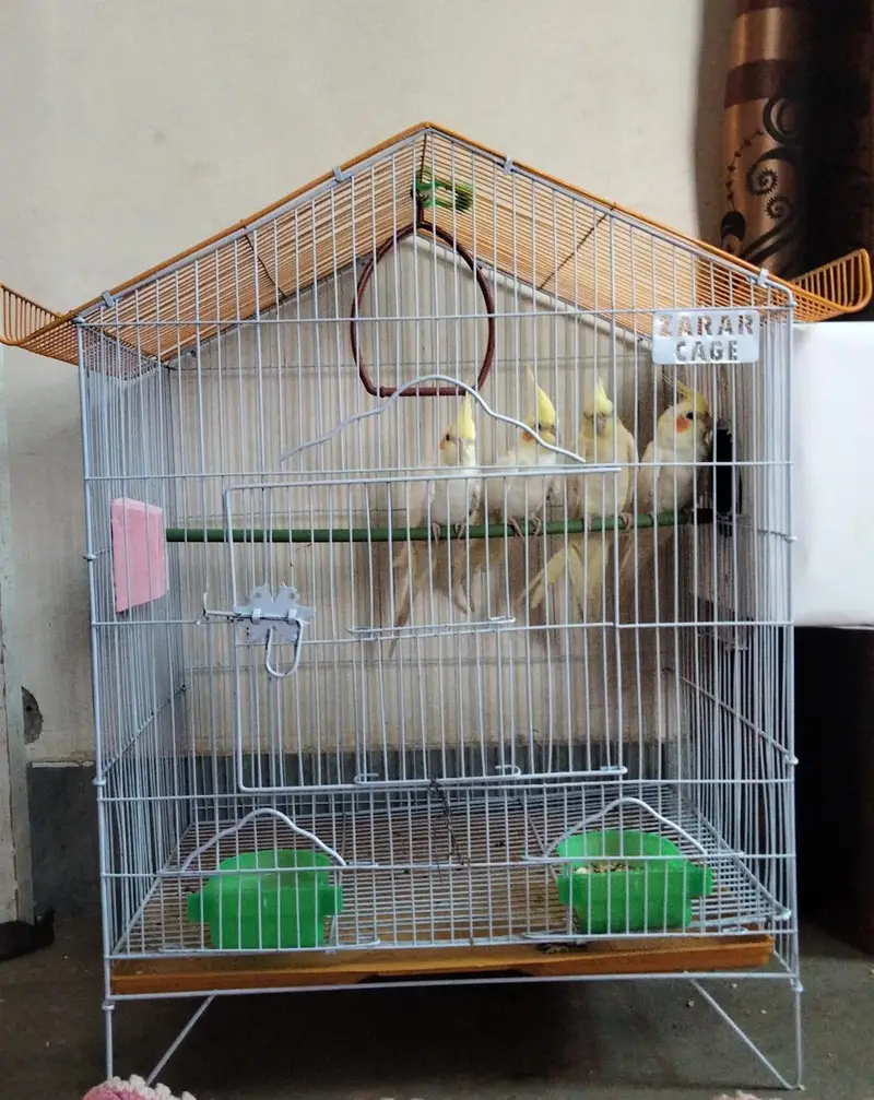 Cocktail Pairs For Sale — photo 6
