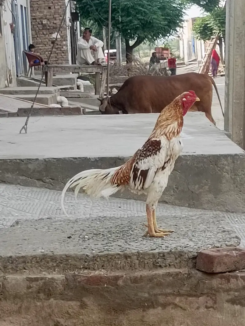 Aseel mianwali morga and morgi — photo 4