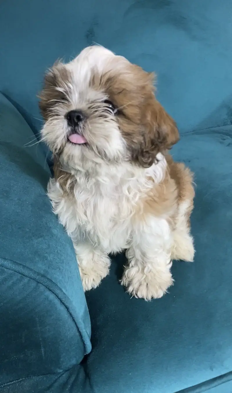 Shitzu Dogs | Shitzu Pupps | Shitzu Poodle Pupps | Pupps For Sale