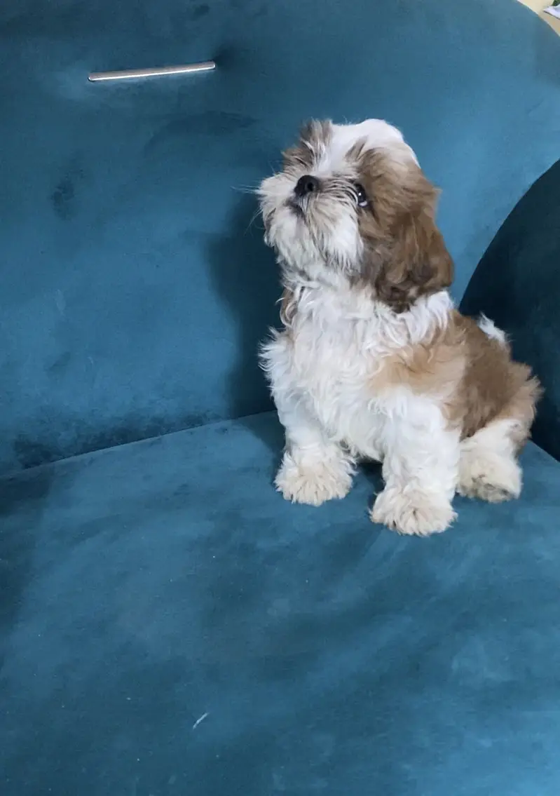 Shitzu Dogs | Shitzu Pupps | Shitzu Poodle Pupps | Pupps For Sale — photo 2