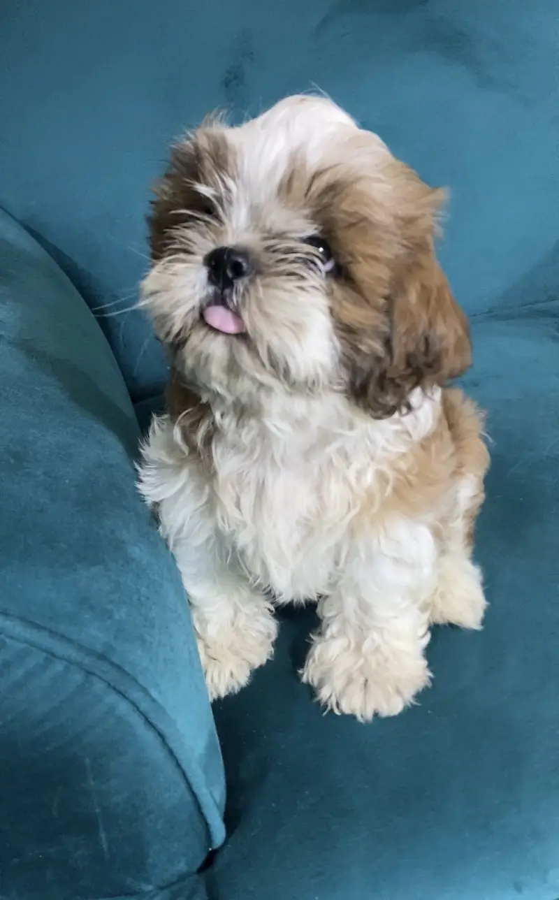 Shitzu Dogs | Shitzu Pupps | Shitzu Poodle Pupps | Pupps For Sale — photo 3