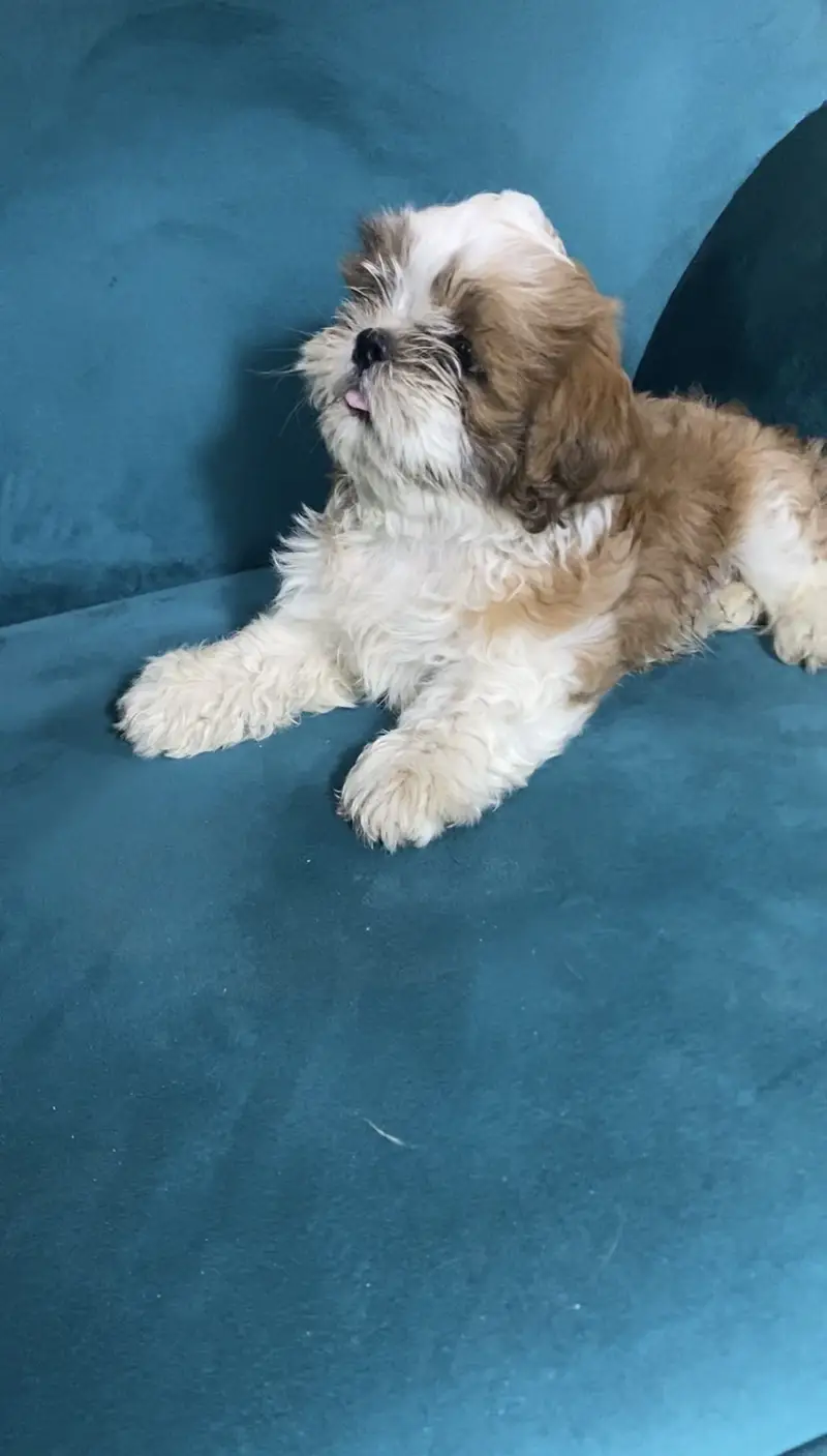 Shitzu Dogs | Shitzu Pupps | Shitzu Poodle Pupps | Pupps For Sale — photo 4