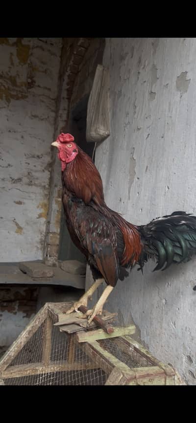 Mainwali two murga ha