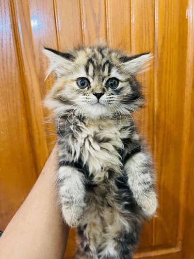 persian cat triple cot