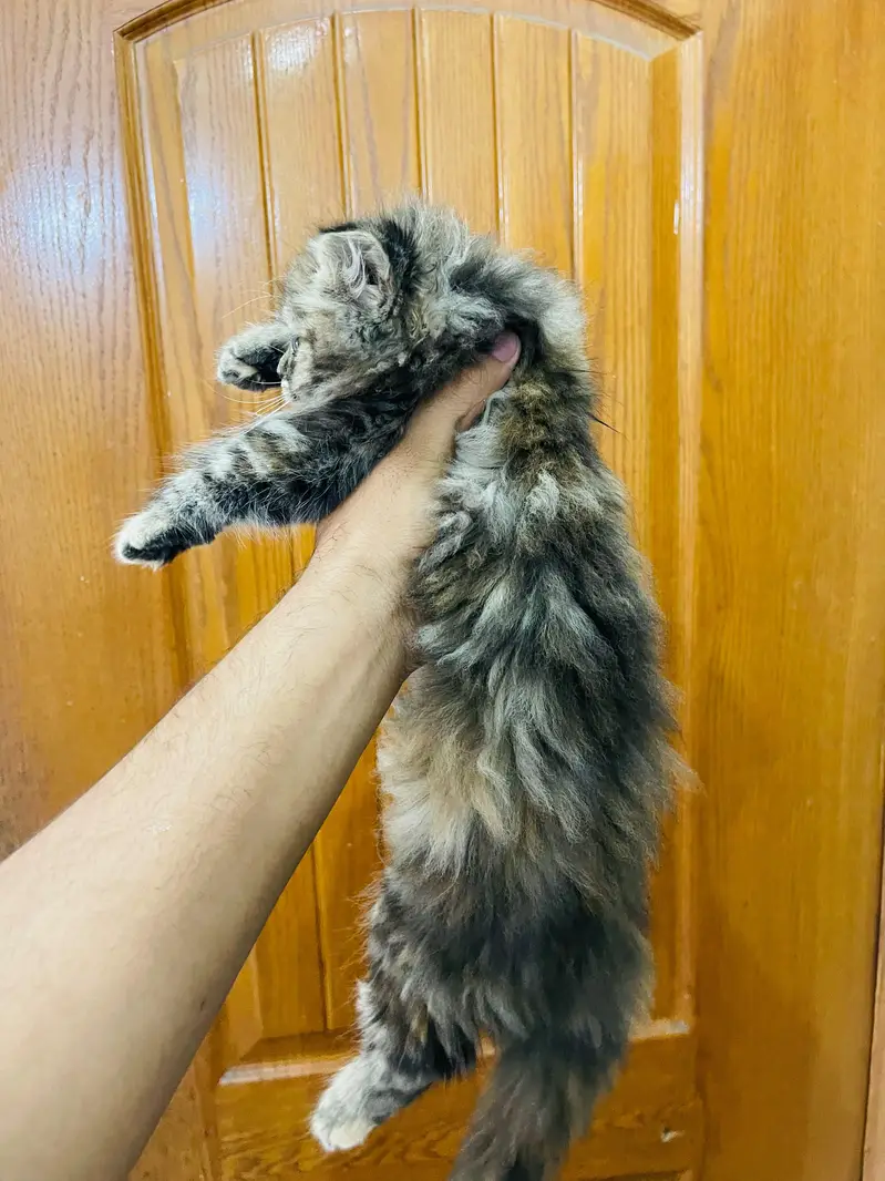 persian cat triple cot — photo 4