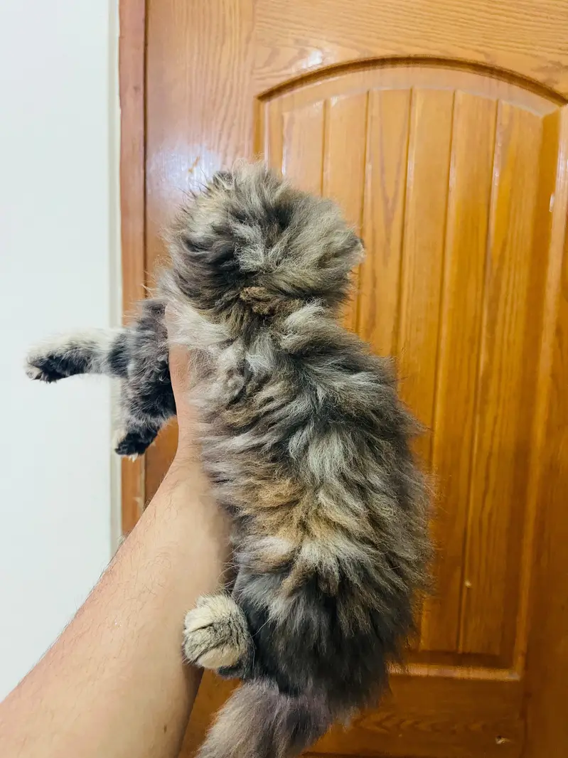 persian cat triple cot — photo 6