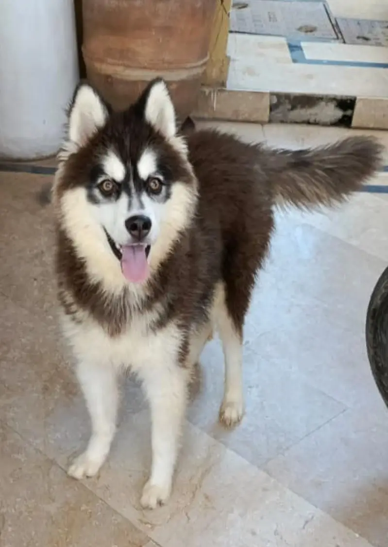 Siberian Husky| Female Husky | Wolly coat | Dog Puppies sale — photo 4