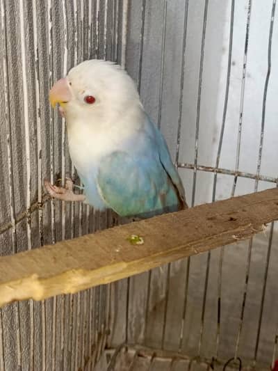 Pale Fellow patha Available for sell Age 5 month