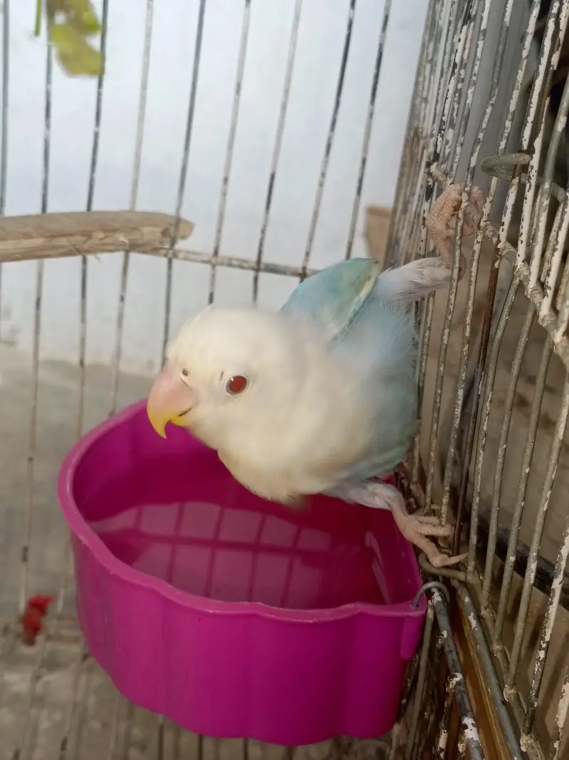 Pale Fellow patha Available for sell Age 5 month — photo 2