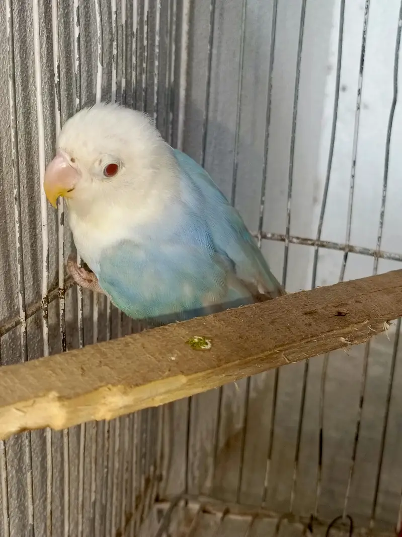 Pale Fellow patha Available for sell Age 5 month — photo 3