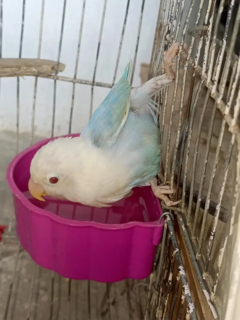Pale Fellow patha Available for sell Age 5 month — photo 4