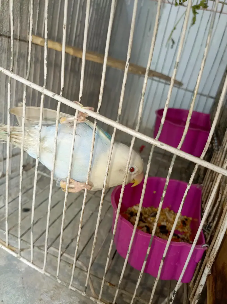 Pale Fellow patha Available for sell Age 5 month — photo 5