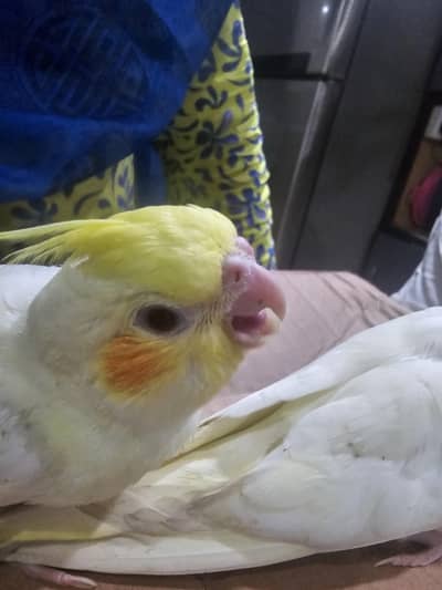 yellow cockateils for sale