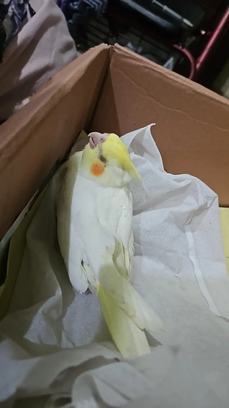 yellow cockateils for sale — photo 2