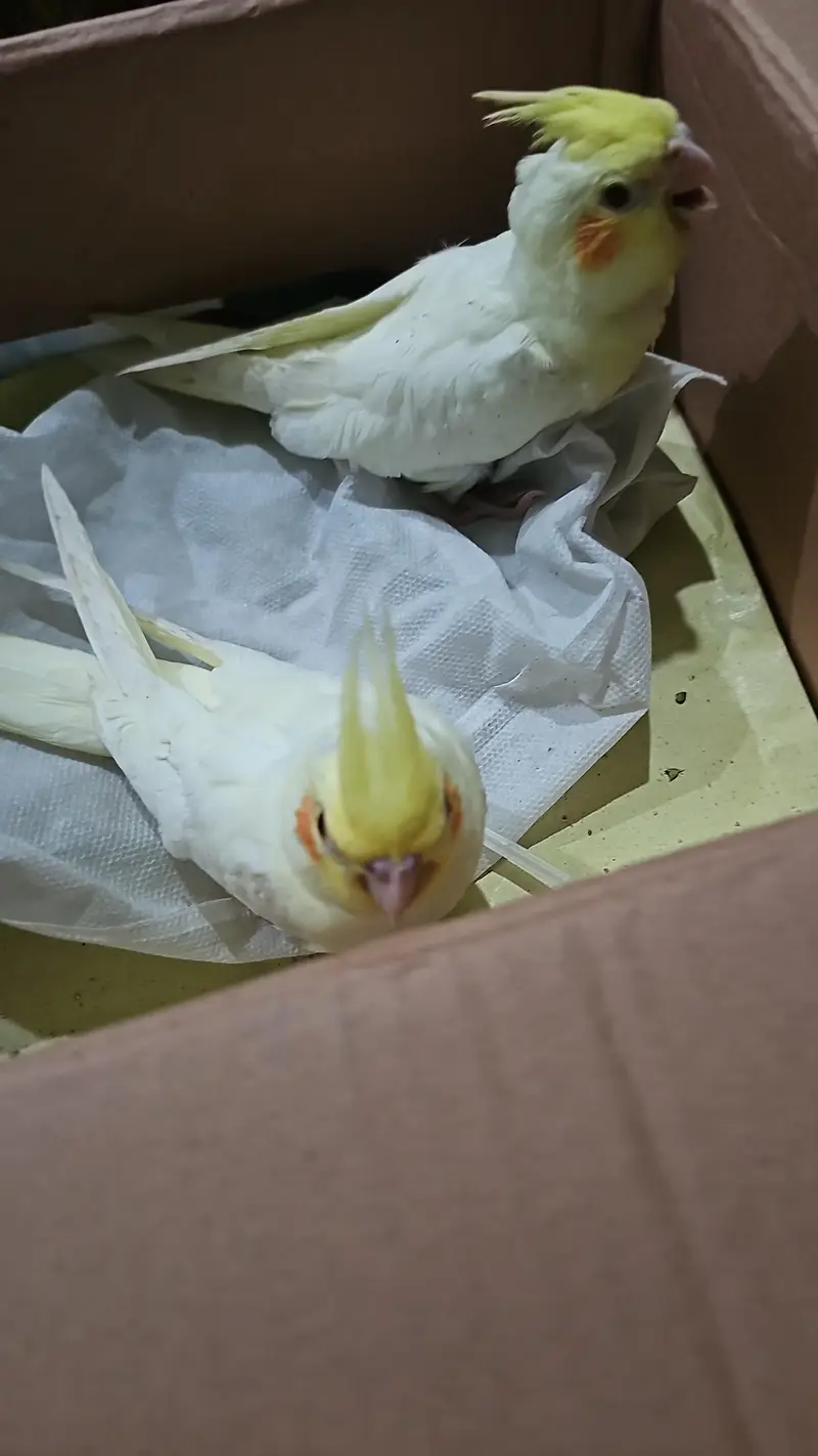 yellow cockateils for sale — photo 4