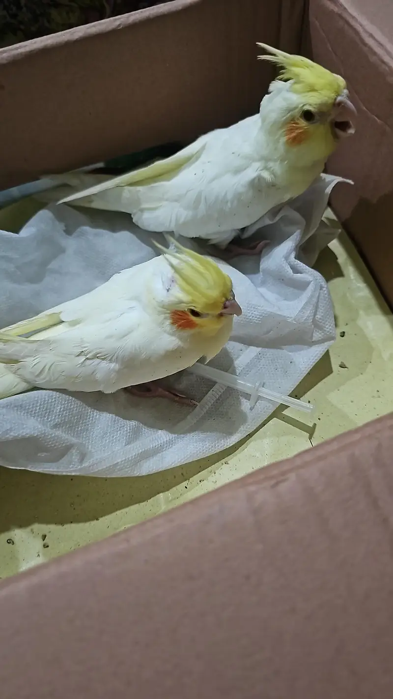 yellow cockateils for sale — photo 5