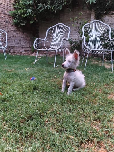 Puppy for sell