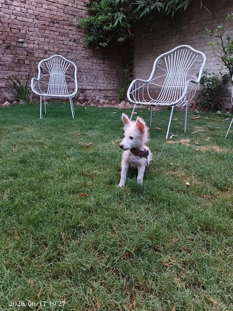Puppy for sell — photo 4