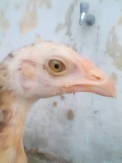 Mianwali Aseel chiks