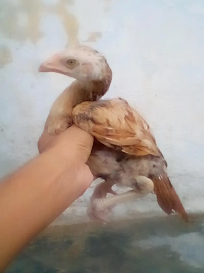 Mianwali Aseel chiks — photo 2